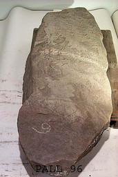Tanum Röd 24398 — John-Björn Huber SHM; http://mis.historiska.se/mis/sok/fid.asp?fid=45665&g=1. CC BY 2.5